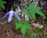 Alpine clematis